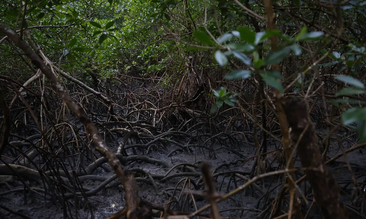 Bragança (PA), 13/06/2025 – Manguezal da Vila dos Pescadores de Ajuruteua, na área da Reserva Extrativista Marinha de Caeté-Taperaçu. Foto: Fernando Frazão/Agência Brasil