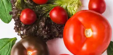 Os Tomates com suas inúmeras variedades, características, sabor e textura  
