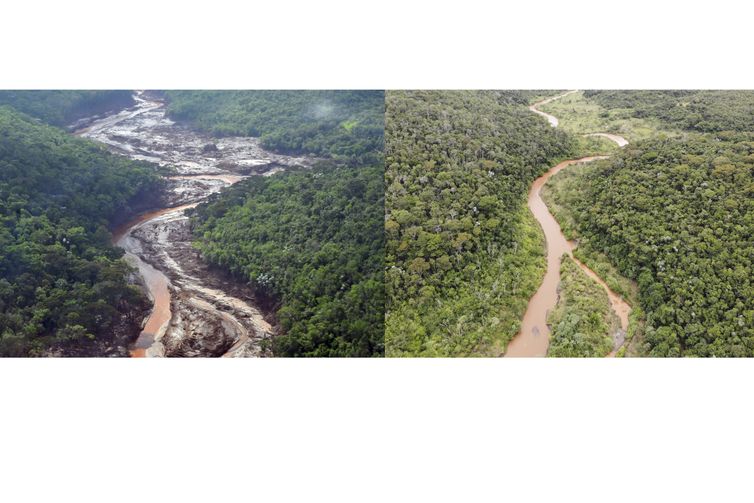 Reflorestamento de áreas atingidas em Mariana