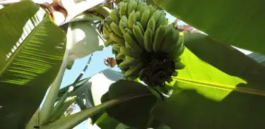 A bananeira pode ser usada desde seu fruto até seu  o caule e as folhas picados para fornecer para aos animais.