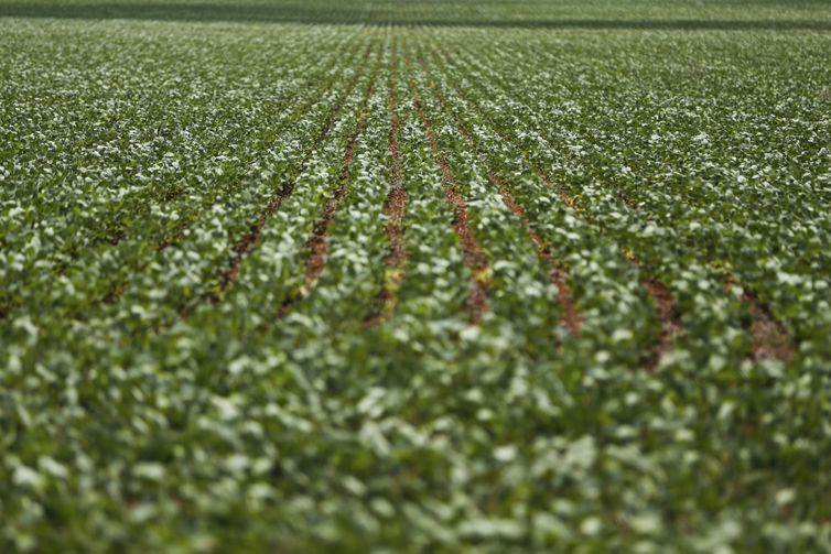 Alto Paraíso de Goiás (GO) - Plantação de soja em área do município de Alto Paraíso mostra o avanço da fronteira agrícola na região da Chapada dos Veadeiros (Marcelo Camargo/Agência Brasil)
