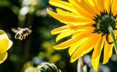 O soro antiapílico vem sendo testado em pacientes que tiveram múltiplas picadas de abelha