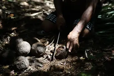 Fernando Frazão/Agência Brasil Brasnorte (MT), 09/04/2025 – Coleta de ouriços de castanha-do-pará nas floretas da Terra Indígena Erikpatsa, do Povo Rikbaktsa. Foto: Fernando Frazão/Agência Brasil