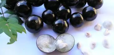 Extrato da Jabuticaba