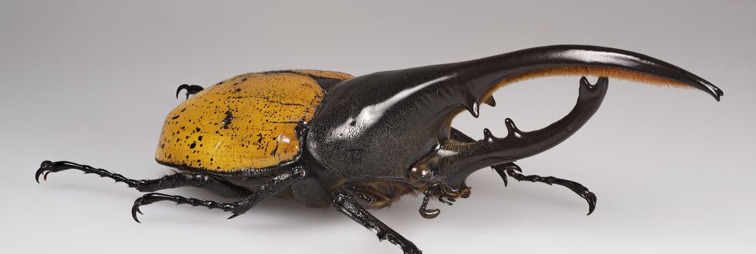 O besouro-hércules (nome científico: Dynastes hercules) é considerado o animal mais forte do mundo