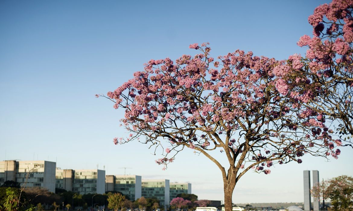 Ipês-roxos colorem as ruas de Brasília