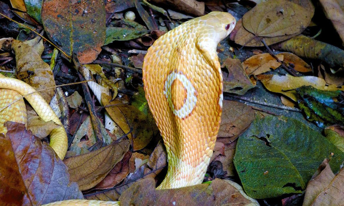 Cobra Naja kaouthia, conhecida como Naja de monóculos