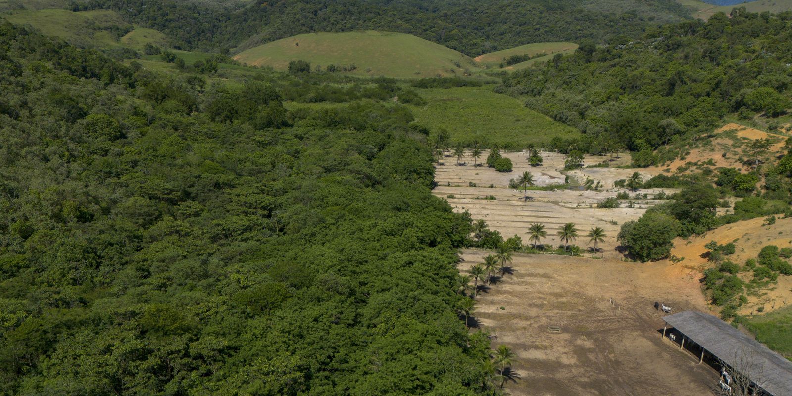 Most Brazilian biomes saw lower deforestation in 2024