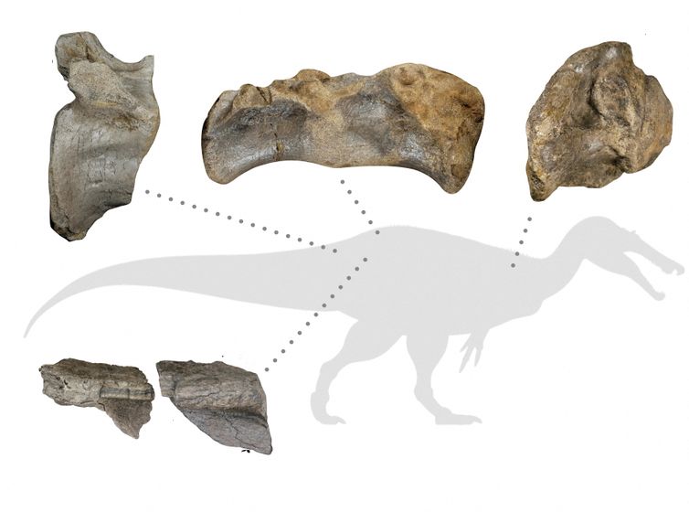 Cientistas acham restos do maior carnívoro que já existiu na Europa