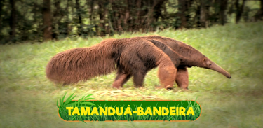 Que bicho é esse? Tamanduá-bandeira
