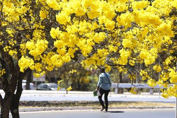 Dia da Árvore: Ipê-amarelo é árvore-símbolo do Brasil