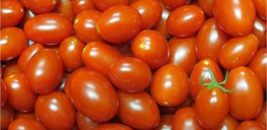A Embrapa desenvolveu uma nova variedade de tomate híbrido, que além de apresentar maior teor de licopeno, é mais nutritivo e mais lucrativo para o produtor. 