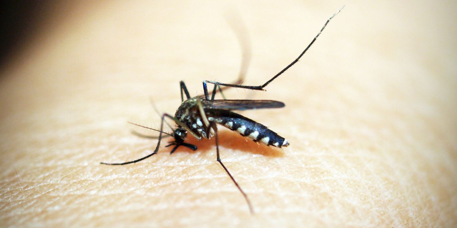 Dengue: 80% dos hospitais privados de SP têm alta em internações