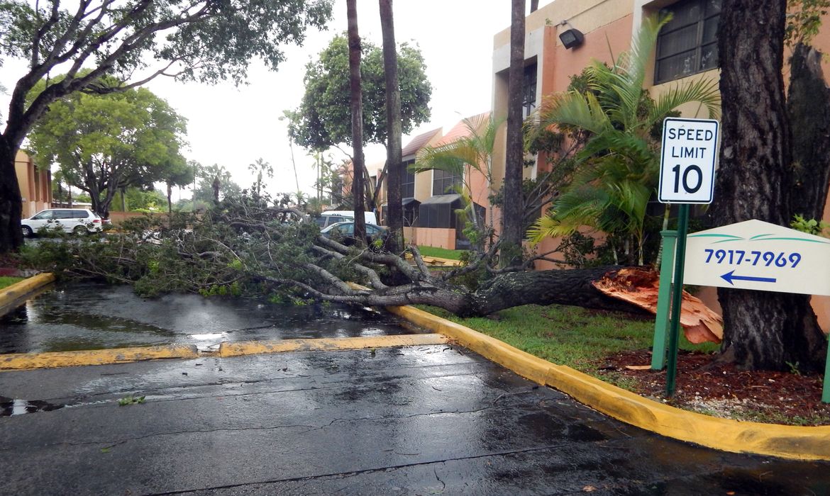 Miami - Árvore caída na pista devido aos fortes ventos das primeiras chuvas ligadas ao Furacão Irma em Miami