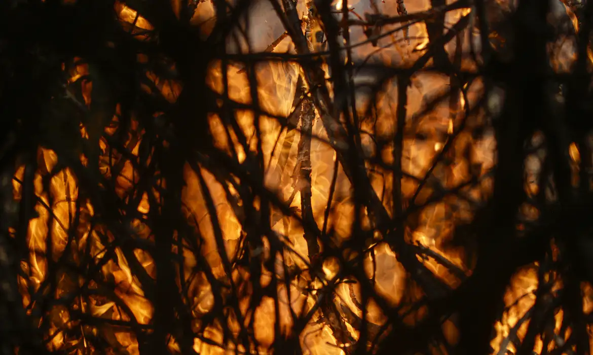 Poconé (MT) 17/11/2023 – Detalhe de galhos sendo queimados no Parque Nacional do Pantanal Mato-Grossense durante incêndio florestal.
Foto: Joédson Alves/Agência Brasil