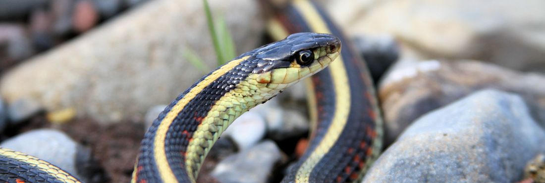Dados do Instituto Butantan mostram que entre os acidentes mais comuns estão as picadas de serpentes e de escorpiões