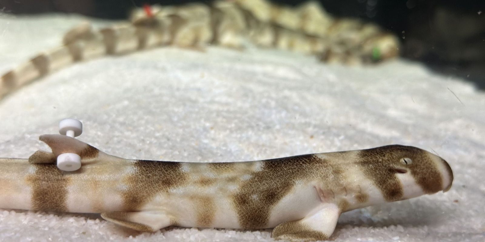 AquaRio comemora nascimento de tubarões em cativeiro