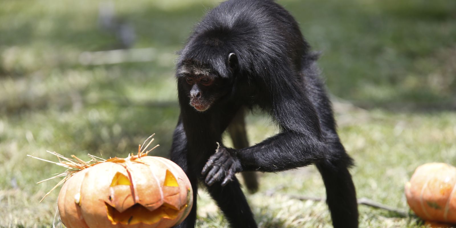 halloween no zoologico Agência Brasil