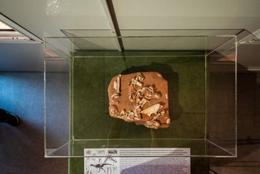 fóssil berthasaura