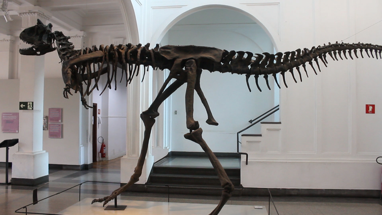 Fóssil de dinossauro no Museu de Zoologia da USP