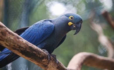 São Paulo (SP) 18/09/2024 - Zoológico de São Paulo, conseguiu reproduzir em cativeiro a espécie em extinção da Arara Azul de Lear. Foto: Paulo Pinto/Agência Brasil