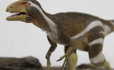 Apresentação da  descoberta de um  novo fóssil de dinossauro: o Aratasaurus museunacionali.