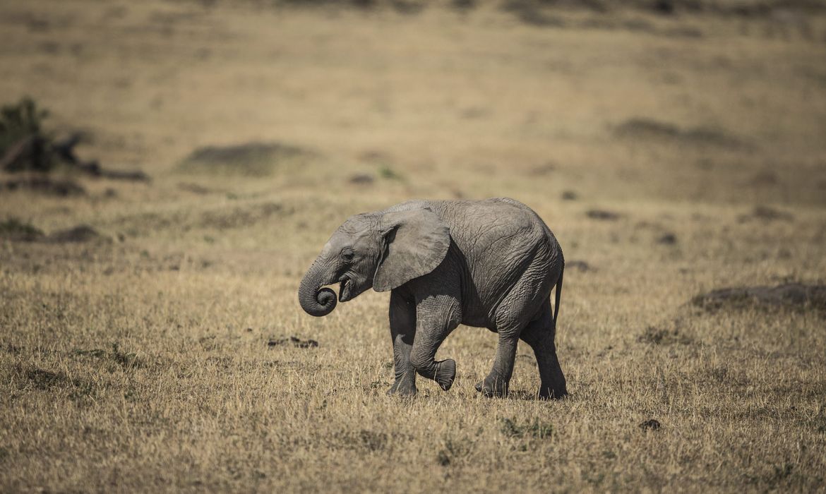 Elefantes na África