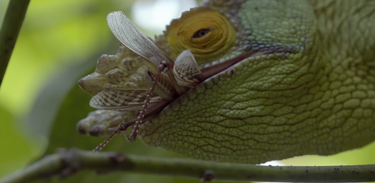 Episódio explora o estranho e rico universo de espécies de Madagascar