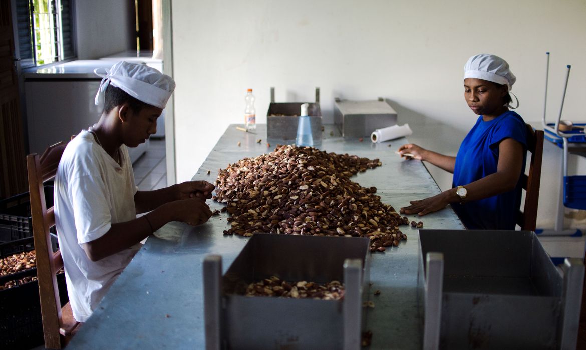 Trabalhadores da Cooperativa Mista de Guariba descascam castanhas colhidas na reserva extrativista Guariba-Roosevelt ( Marcelo Camargo/Agência Brasil)