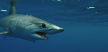 Esquadrão de Tubarões acompanha o mako, tubarão mais rápido do mundo