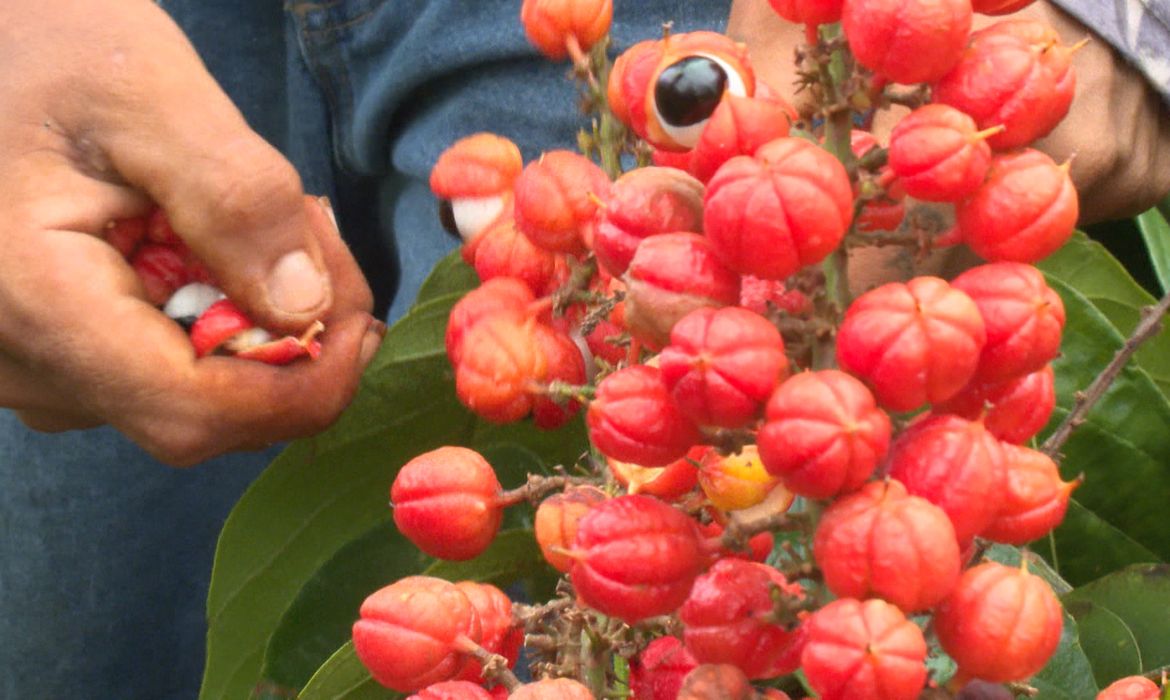 Guaraná: os olhos da floresta