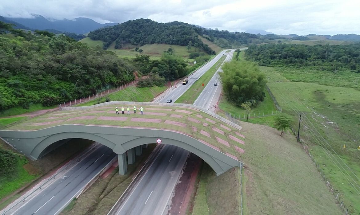 Viaduto para micos-leões