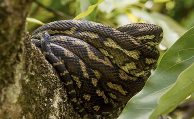 Rio de Janeiro (RJ) - Cobra constritora Píton. Foto: Pixnio/Wikimedia