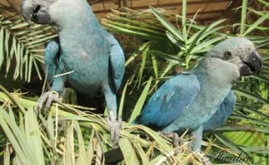 ararinha azul - Icmbio - todos os direitos reservados