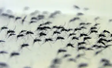 Mosquitos com Wolbachia no insetário da Fiocruz