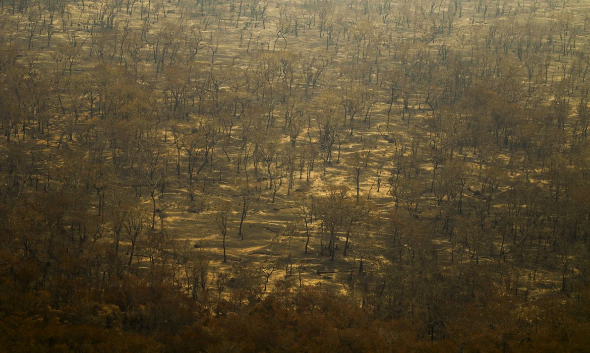 Joédson Alves/Agência Brasil Porto Jofre (MT) 17/11/2023 – Detalhe de arvores queimadas durante incêndio florestal que atige o Pantanal.
Foto: Joédson Alves/Agência Brasil