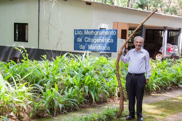 Professor Nagib Nassar, ao lado de um exemplar da mandioca Quimera II