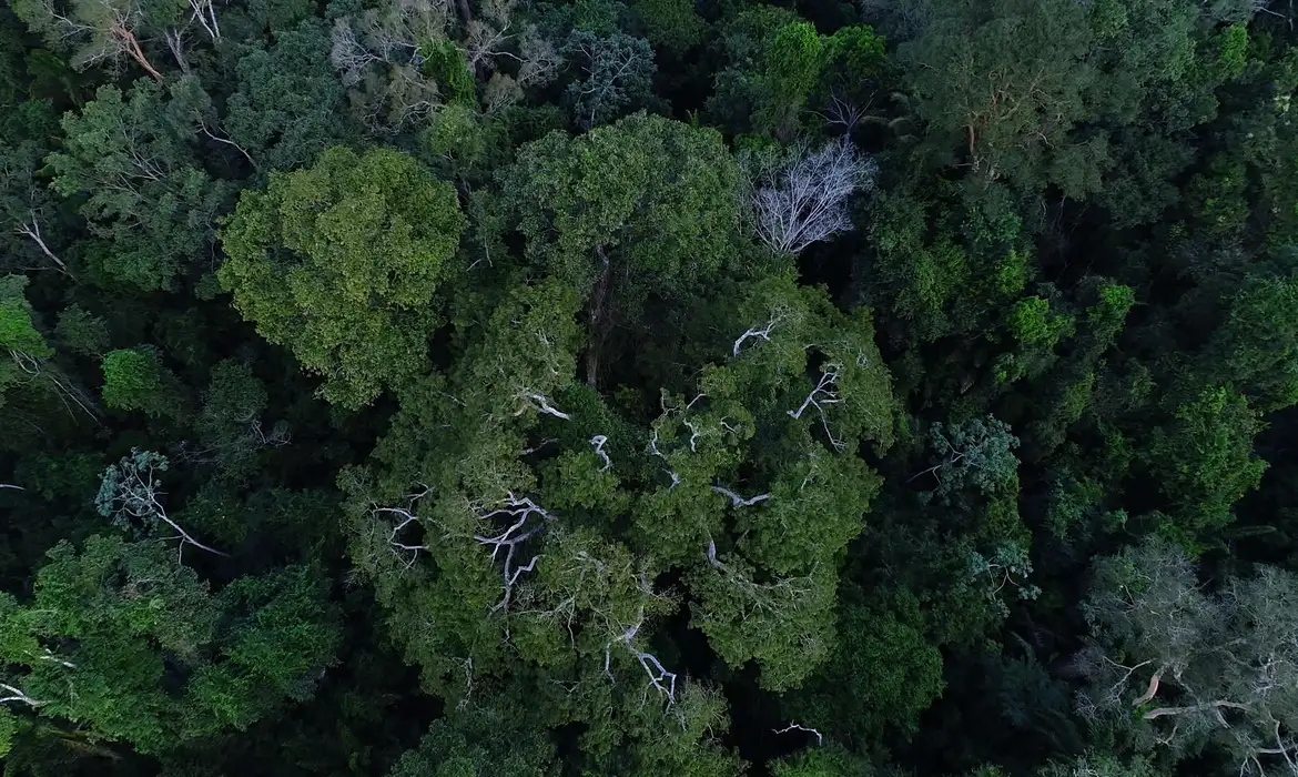 Desmatamento na Amazônia tem queda de 70% em janeiro, diz governo | Agência  Brasil