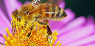 Polinizadora, a abelha é importante para a agricultura