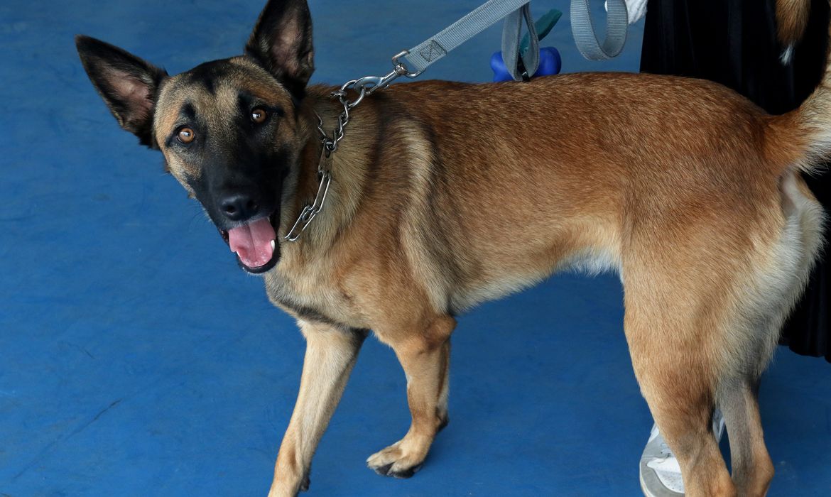 Rio de Janeiro (RJ), 21/10/2023 - O cachorro, Gruveo, retorna ao país. Voo da Força Aérea Brasileira (FAB), com brasileiros repatriados, pousa na Base Aérea do Galeão. A Operação Voltando em Paz, do Governo Federal, realiza o oitavo voo de repatriação de brasileiros partindo de Israel. Foto:Tânia Rêgo/Agência Brasil
