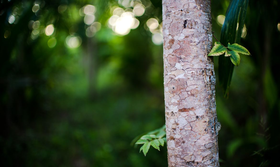 Juruena, MT, Brasil: Árvore jovem de cedro divide espaço com legumes e verduras na horta de Cláudio, que trabalha com o sistema agroflorestal, no assentamento Vale do Amanhecer, no município de Juruena. Os sistemas agroflorestais são