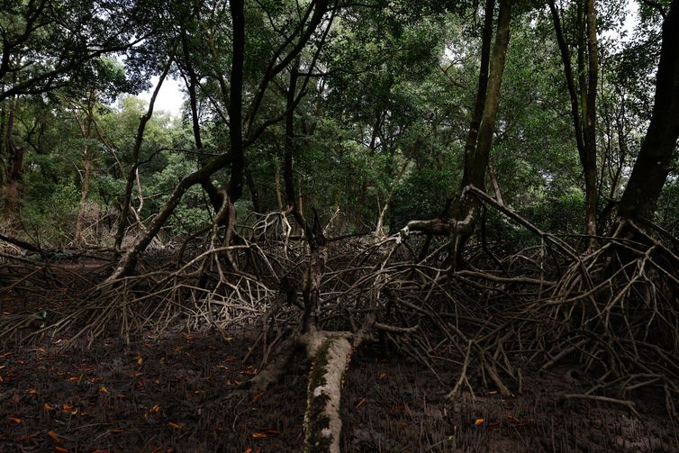 Bragança (PA), 12/06/2025 – Área de manguezal na Reserva Extrativista Marinha de Caeté-Taperaçu monitorada pelo projeto Mangues da Amazônia. Foto: Fernando Frazão/Agência Brasil