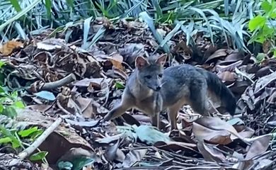Rio de Janeiro (R) 22.07.2024 - Visita surpresa do cachorro-do-mato no Parque Nacional da TijucaFoto: Plínio Júnior/Parque Nacional da Tijuca