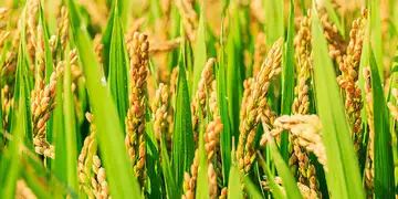 Confira as cotações da semana do mercado agropecuário