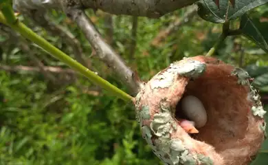 Recuperação mata atlântica