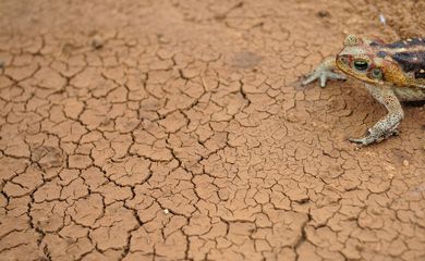 Nova Russas - Sapo cururu é visto próximo à cisterna durante período de seca na comunidade rural de Irapuá  (Fernando Frazão/Agência Brasil)