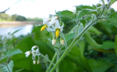 6818b5be-84c1-4431-a7ce-d37d260ae14c_botanica-solanum_arenicola-credito-tiina-sarkinen-2-.jpg