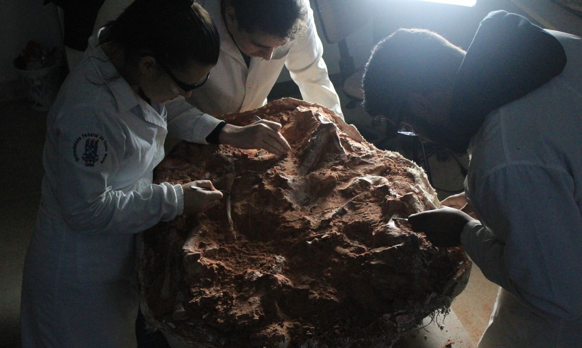 Fósil hallado en Brasil podría esclarecer el origen de los dinosaurios