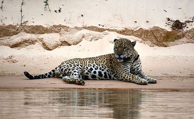 Incêncio no Pantanal - Onça que virou símbolo no Pantanal em 2020 é encontrada novamente. Foto: ICMBio