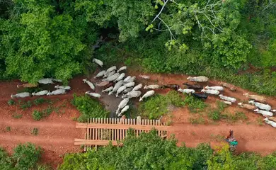 São Félix do Xingu (PA), 16/12/2025 - A ação de desintrusão no território indígena Apyterewa, é realizada de forma integrada, com participação do Ministério dos Povos Indígenas, Funai, Abin, Ibama, Força Nacional, polícias Civil e Militar do Pará e da Agência de Defesa Agropecuária do estado. Foto: Gilvan Alves/TV Brasil